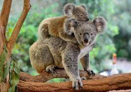 Imagen de un Koala